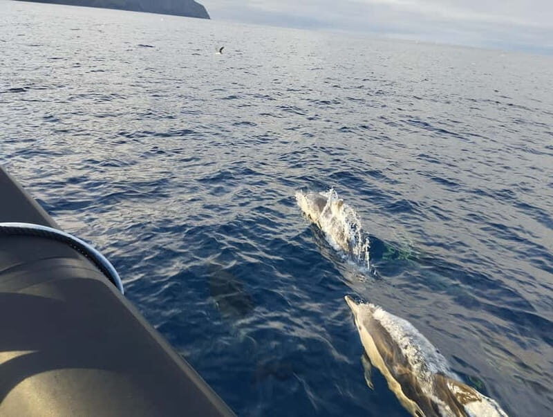 Boat trips to Corvo Island - Good To Know