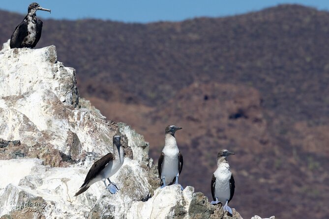 Boating Along the Coastline of San Carlos With a Marine Biologist - Snorkeling and Underwater Adventures