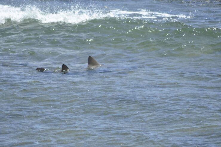 Boavista: Green Turtle & Shark Bay Sandboard Tour & Tasting - Good To Know