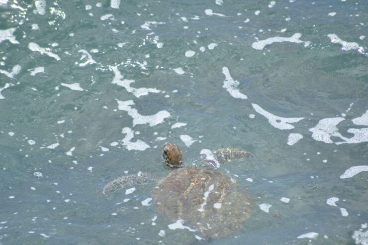 Boavista: Green Turtle & Shark Bay Sandboard Tour & Tasting - Tour Description