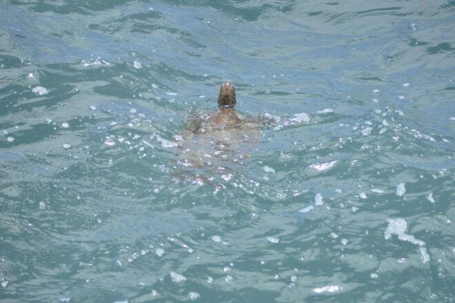 Boavista: Green Turtle & Shark Bay Sandboard Tour & Tasting - Customer Reviews