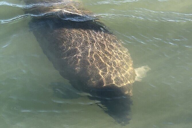 Boca Grande Kayaking Tour - The Value of This Experience