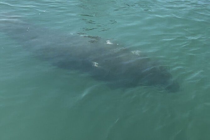 Boca Grande Kayaking Tour - Final Thoughts