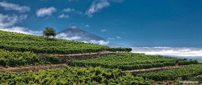 Bodegas Monje Winery Ticket W/Wine Tasting & Mojo Sauce Workshop - Additional Information