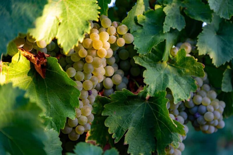 BODEGAS PANDORA: tour through the vineyards and winery with wine tasting. - A Detailed Look at the Pandora Winery Tour