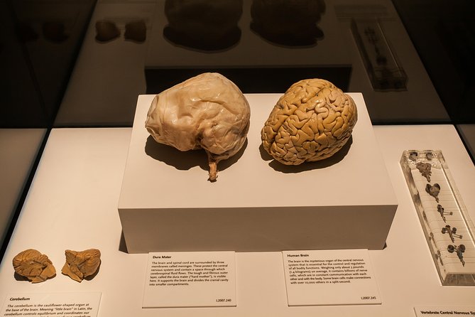 Bodies The Exhibition at the Luxor Hotel and Casino - Recommendations for Anatomy Enthusiasts