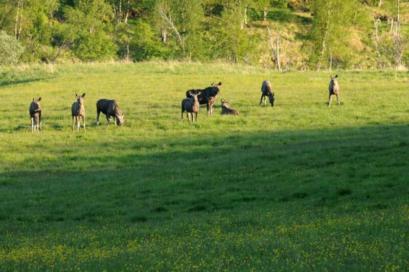 Bodø: Northern Norway Moose Safari - Introduction: Why the Moose Safari in Bodø Is a Must-Do