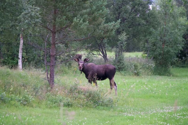 Bodø: Northern Norway Moose Safari - The Sum Up: Is This Moose Safari Worth It?