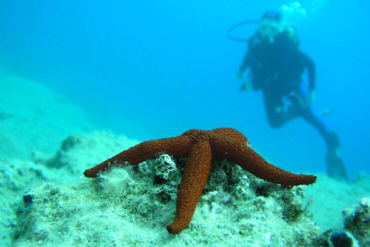 Bodrum: Full-Day Scuba Diving Tour - Activity Details