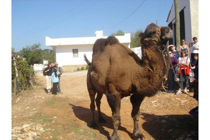 Bodrum Jeep Safari With Lunch - 4x4 Off-road Full Day Tour - Visits to Turtle Lake and the Beach