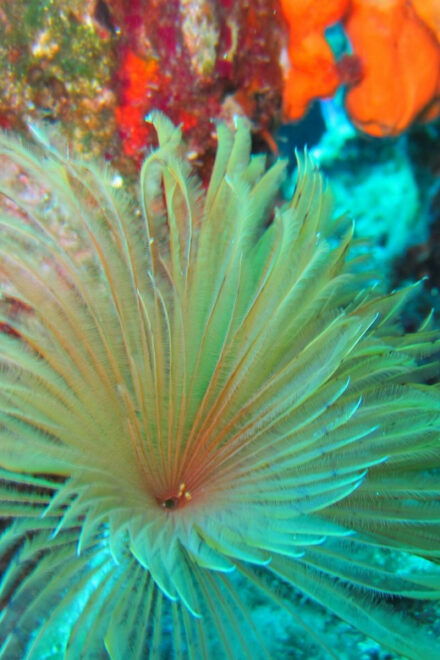 Bodrum: Scuba Diving Trip With Lunch - Participant Information