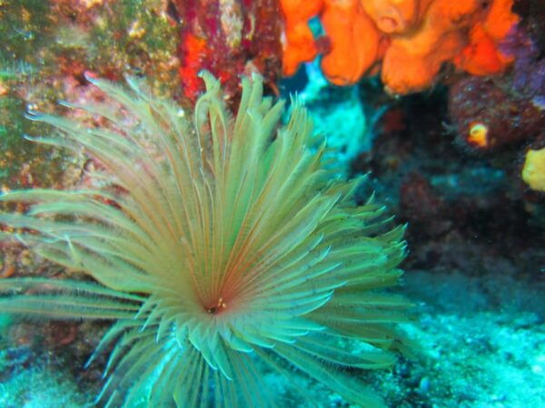 Bodrum: Scuba Diving Trip With Lunch - Booking Process