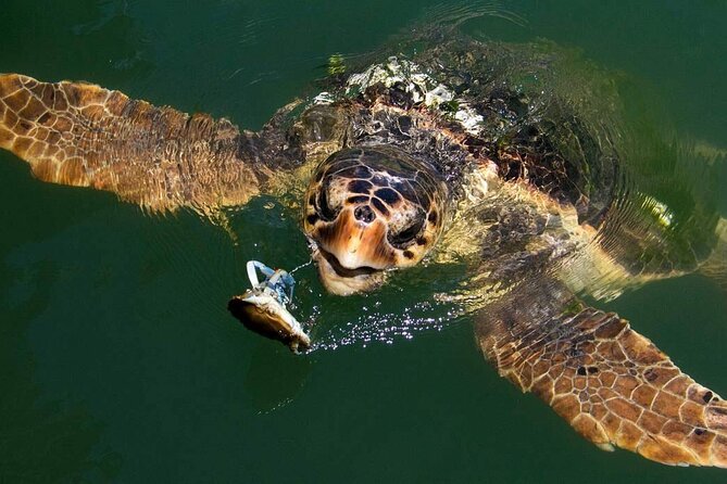 Bodrum Turtle Beach Tour With Mud Baths & King Tombs - King Tombs: Discover the Ancient Royal Burial Grounds