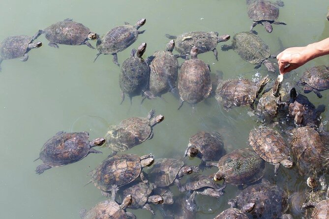 Bodrum Turtle Beach Tour With Mud Baths & King Tombs - Scenic Views: Capture the Beauty of the Turkish Coastline