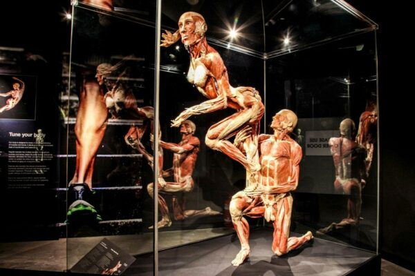 Body Worlds Amsterdam: The Happiness Project Ticket - Common Questions