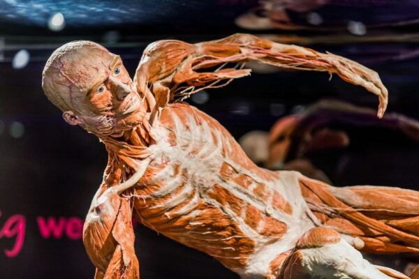 Body Worlds Amsterdam: The Happiness Project Ticket - The Sum Up
