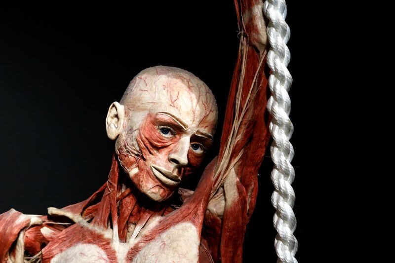 Body Worlds Amsterdam Ticket - At a glance