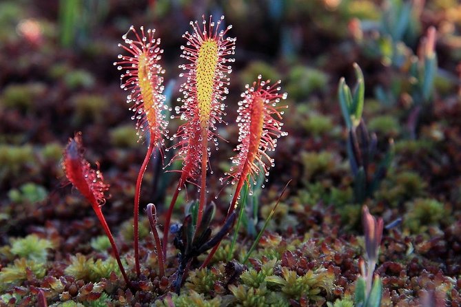 Bog-shoe Hiking Tour - Inclusions and Pickup Details