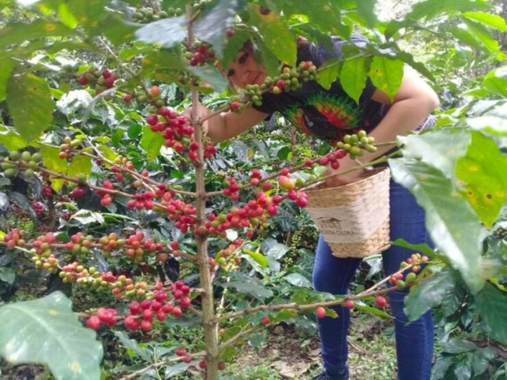 Bogotá: Colombian Coffee Tour With Farm - Good To Know