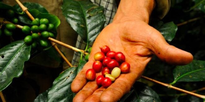 Bogotá: Colombian Coffee Tour With Farm - Additional Information