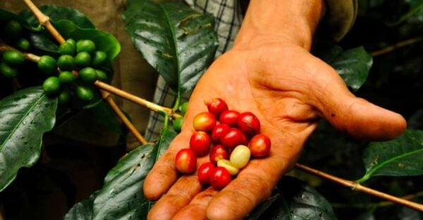 Bogotá: Colombian Coffee Tour With Farm - Booking Information