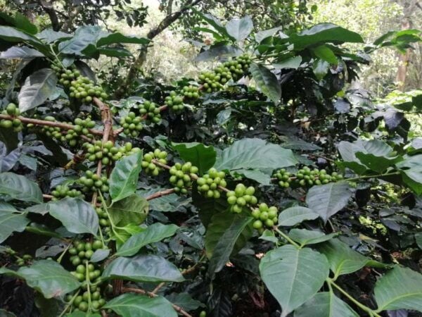 Bogotá: Colombian Coffee Tour With Farm - Traveler Tips