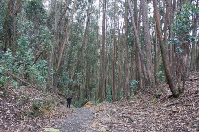 Bogota: East Hills Mountain Hike - Booking Options