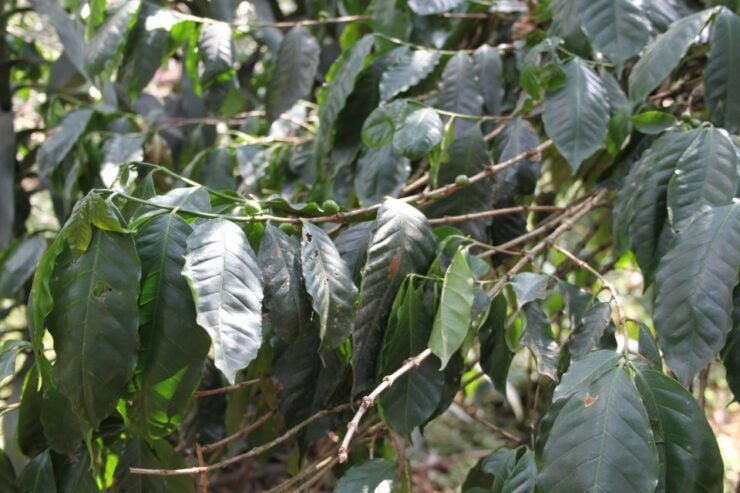 Bogotá to Hacienda Coloma Coffee Tour - Good To Know