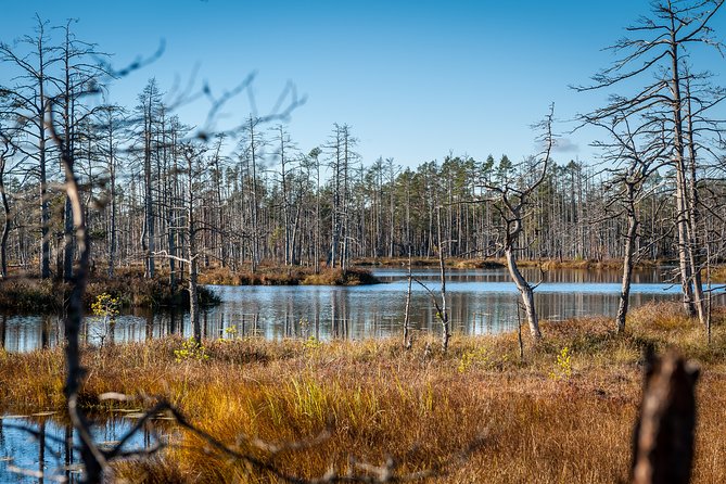 Bogs and Resorts in Jūrmala - Hassle-Free Transportation and Pickup