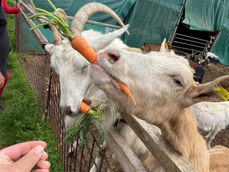 Bohemian Uplands: Garnet panning, Farm & Local Lunch&Beer - Good To Know