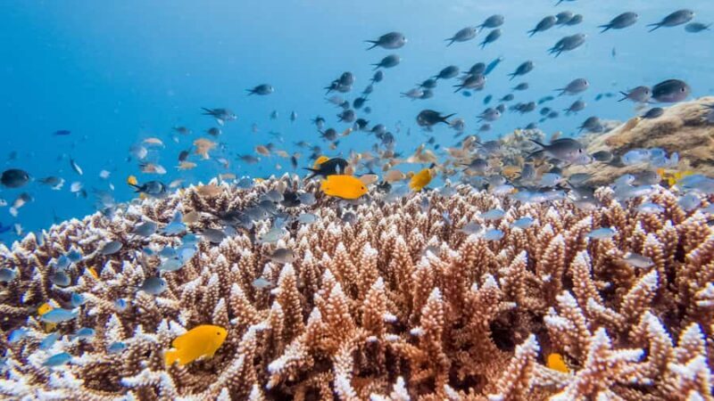 Bohol: Balicasag Boat Tour with extra snorkeling time - Bohol: Balicasag Boat Tour with Extra Snorkeling Time  