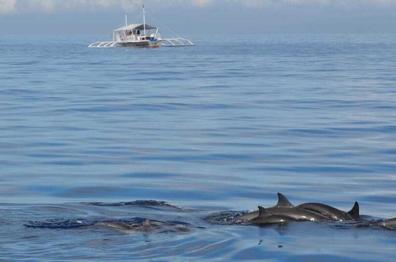 Bohol: Balicasag Boat Tour with extra snorkeling time - FAQ  