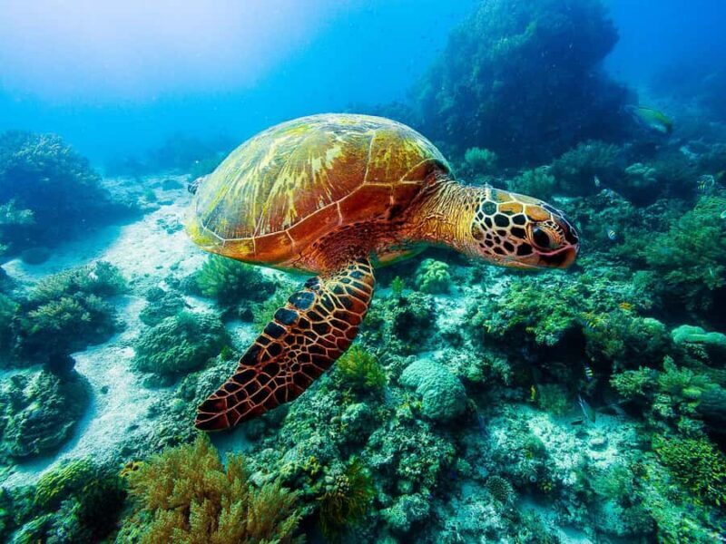 Bohol: Balicasag Boat Tour with extra snorkeling time - What to Expect on the Tour  