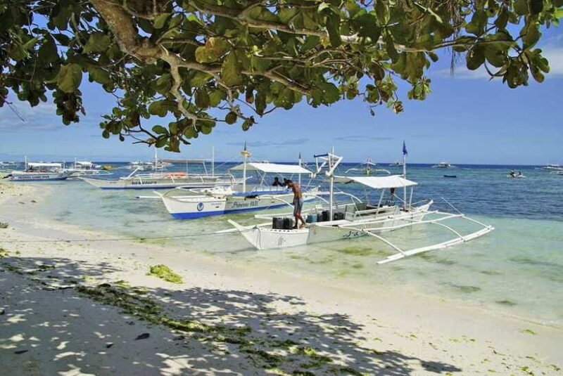 Bohol Balicasag Is Private Tour and Dolphin Watching - Who Should Consider This Tour?