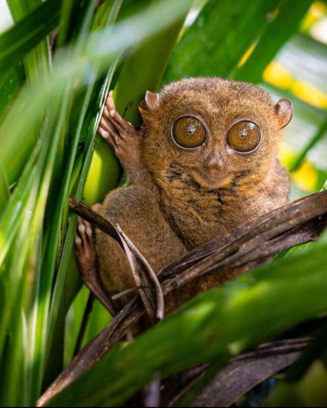 Bohol: Budget Chocolate Hills & Tarsiers -Backpacker Special - Good To Know