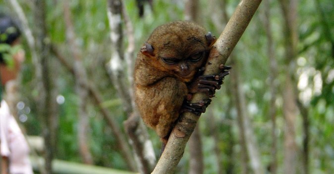 Bohol: Budgeted Country Eco-Cultural Tour - Tour Details