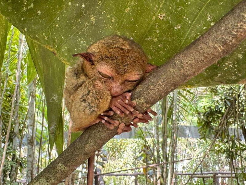 Bohol: Budgeted Countryside with Buffet Lunch Private Tour - Discovering Bohol: What You Can Expect