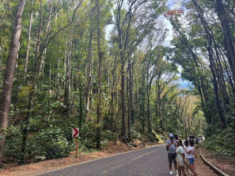 Bohol: Budgeted Countryside with Buffet Lunch Private Tour - The Sum Up