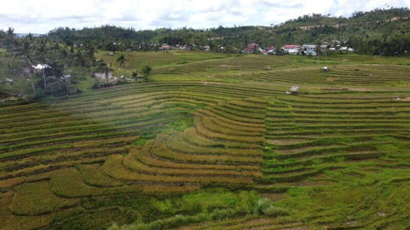 Bohol Candijay Rice Terraces, Water Falls & Anda Beach - Bohol Candijay Rice Terraces, Water Falls & Anda Beach: A Complete Day Adventure