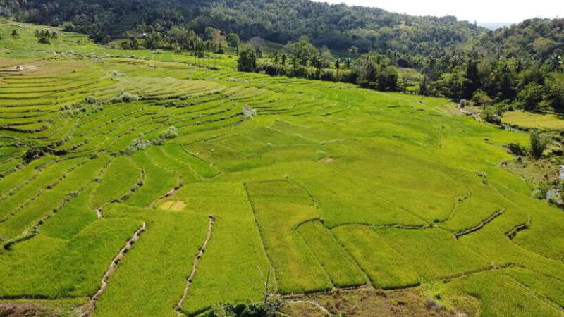 Bohol Candijay Rice Terraces, Water Falls & Anda Beach - An In-Depth Look at the Tour Experience