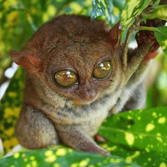 Bohol: Choco Tour + Rio Verde Lunch Buffet - FAQ