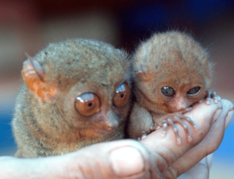 Bohol: Choco Tour & Tarsiers with Lunch - Exploring Bohol: An In-Depth Review of the Choco Tour & Tarsiers