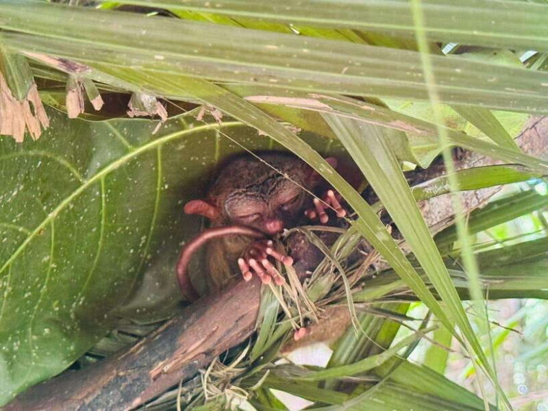 Bohol: Chocolate Hills and Countryside Tour - Frequently Asked Questions