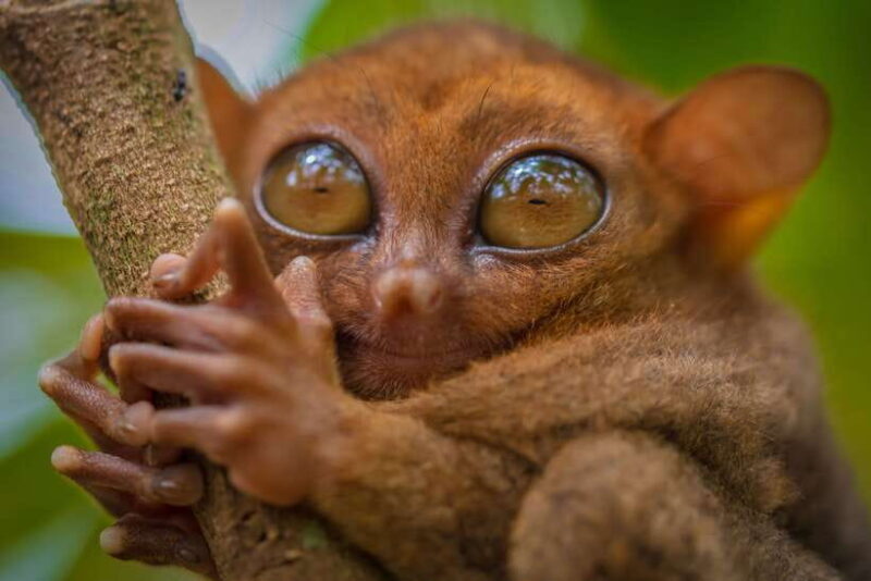 Bohol: Chocolate Hills and Countryside Tour - Good To Know