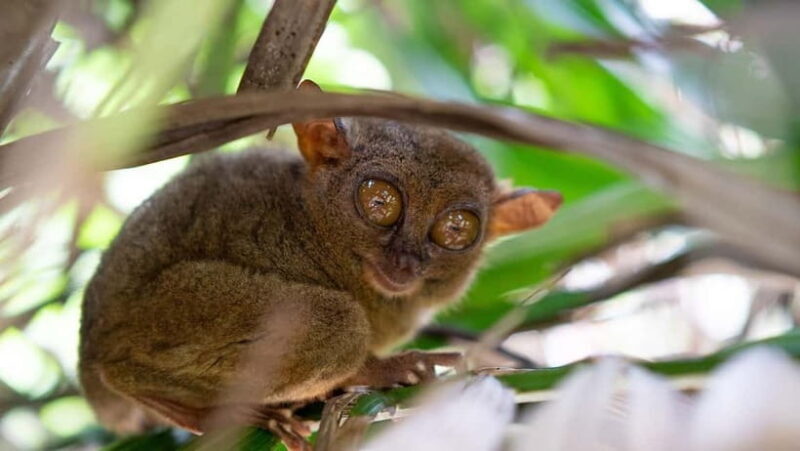 Bohol: Chocolate hills Private Eco-Tours - Bohol: Chocolate Hills Private Eco-Tours – A Close-Up of Nature and Culture