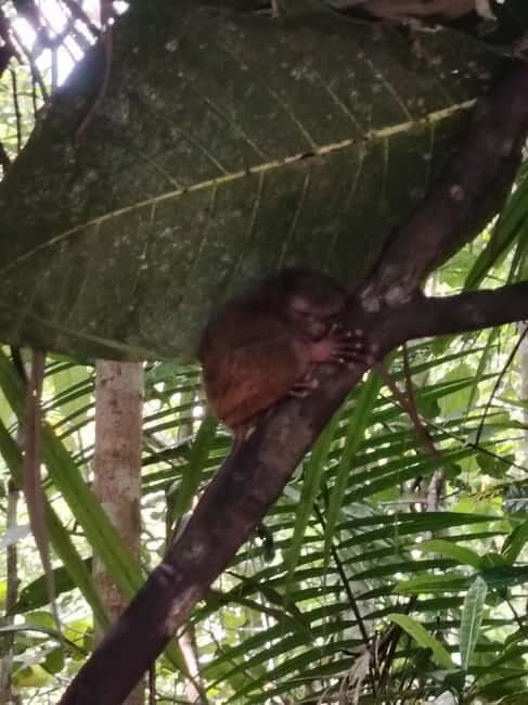 BOHOL: Chocolate Hills, Tarsiers and Loboc River Day Tour - Why This Tour Works for You