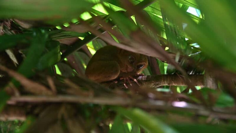 Bohol: Chocolate Hills, Tarsiers & Loboc River - Introduction