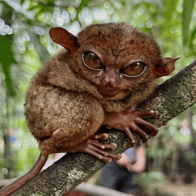 Bohol Chocolate Hills Tour with Loboc River Lunch Buffet - A Detailed Look at the Bohol Chocolate Hills Tour