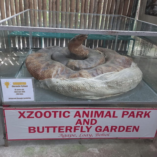 Bohol Chocolate Hills Tour with Loboc River Lunch Buffet - Final Thoughts