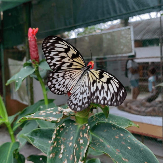 Bohol Chocolate Hills Tour with Loboc River Lunch Buffet - FAQs